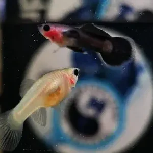 FINLGUPAND1