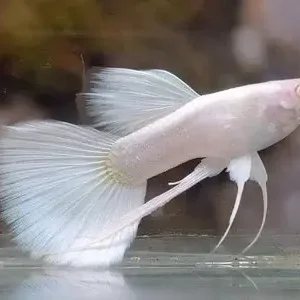 finlwhit1