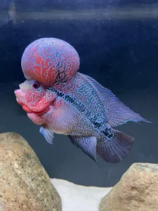 Flowerhorn Super Red Dragon con kok pronunciado – pez ornamental exótico nadando entre rocas
