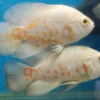 Pareja de peces Óscar Albino Tigre con patrón naranja disperso en acuario – cíclidos ornamentales juveniles
