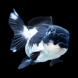 Goldfish Panda Oranda con cabeza wen prominente – pez ornamental de colores blanco y negro sobre fondo negro