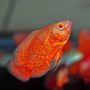 Pez Óscar Nemo con coloración naranja brillante – cíclido ornamental tropical para acuarios en Perú