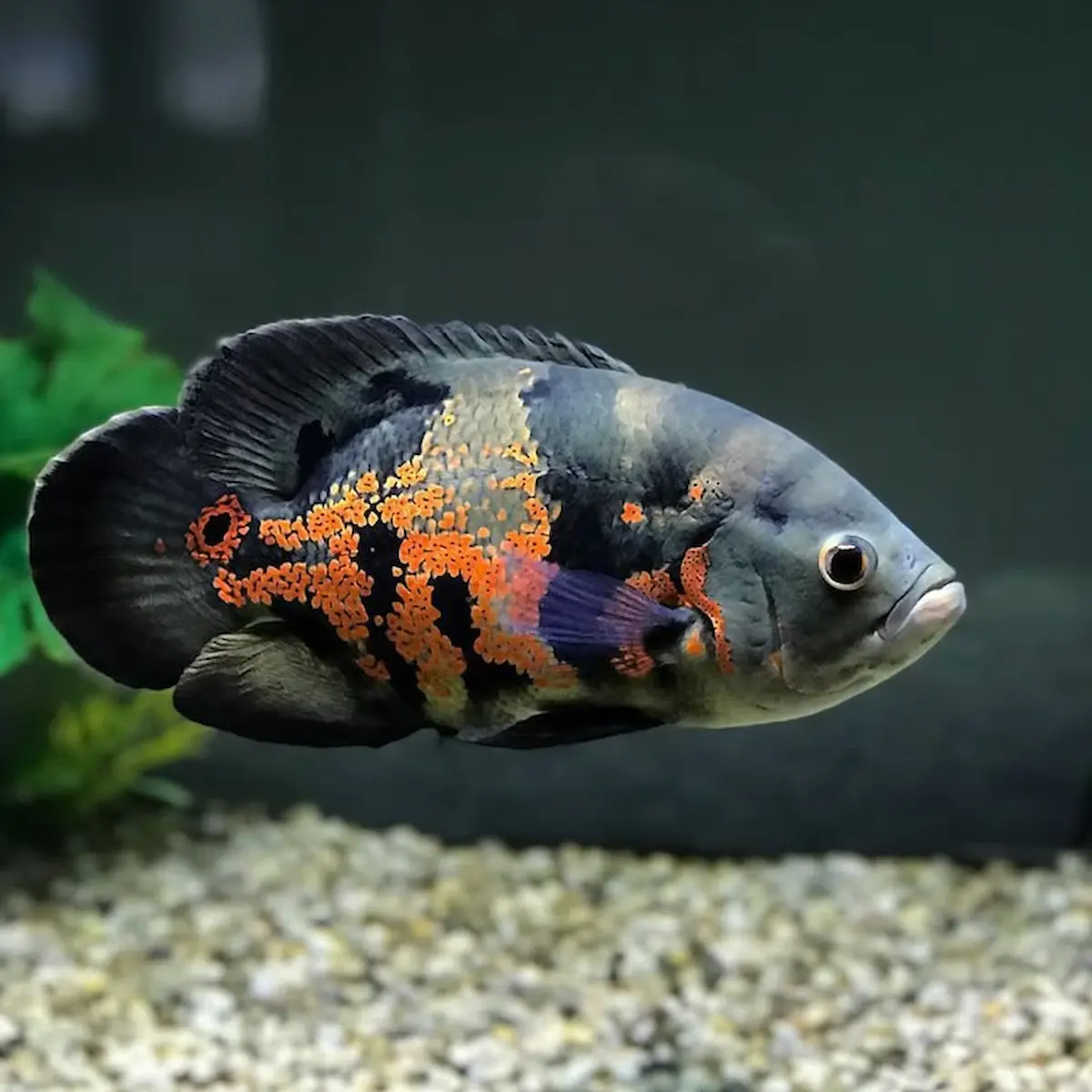 Pez Óscar Tigre nadando en acuario con grava – cíclido ornamental de patrón negro y naranja
