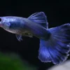 guppy blue 500x500 1 1