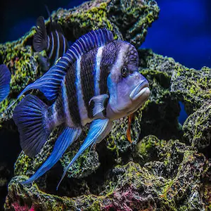 Cyphotilapia gibberosa Moba – cíclido africano de bandas azul eléctrico nadando en acuario rocoso