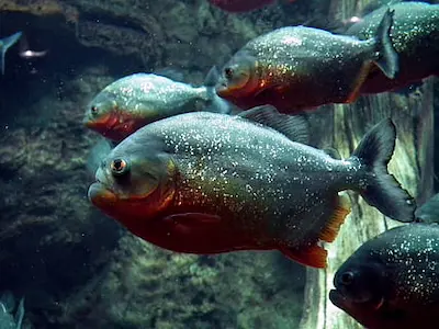 Pirañas de vientre rojo nadando en grupo – peces carnívoros ornamentales para acuarios especializados
