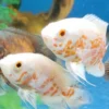 Pareja de peces Óscar Albino Tigre juveniles nadando en acuario – cíclidos tropicales de color blanco y naranja