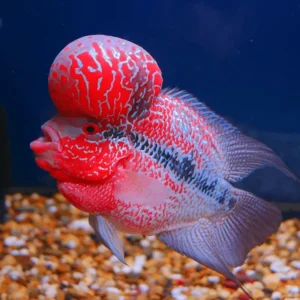 Pez Flowerhorn Super Red Dragon importado de Indonesia – cíclido ornamental rojo intenso