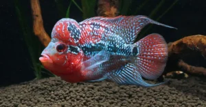 Flowerhorn Super Red Dragon importado desde Indonesia en acuario peruano