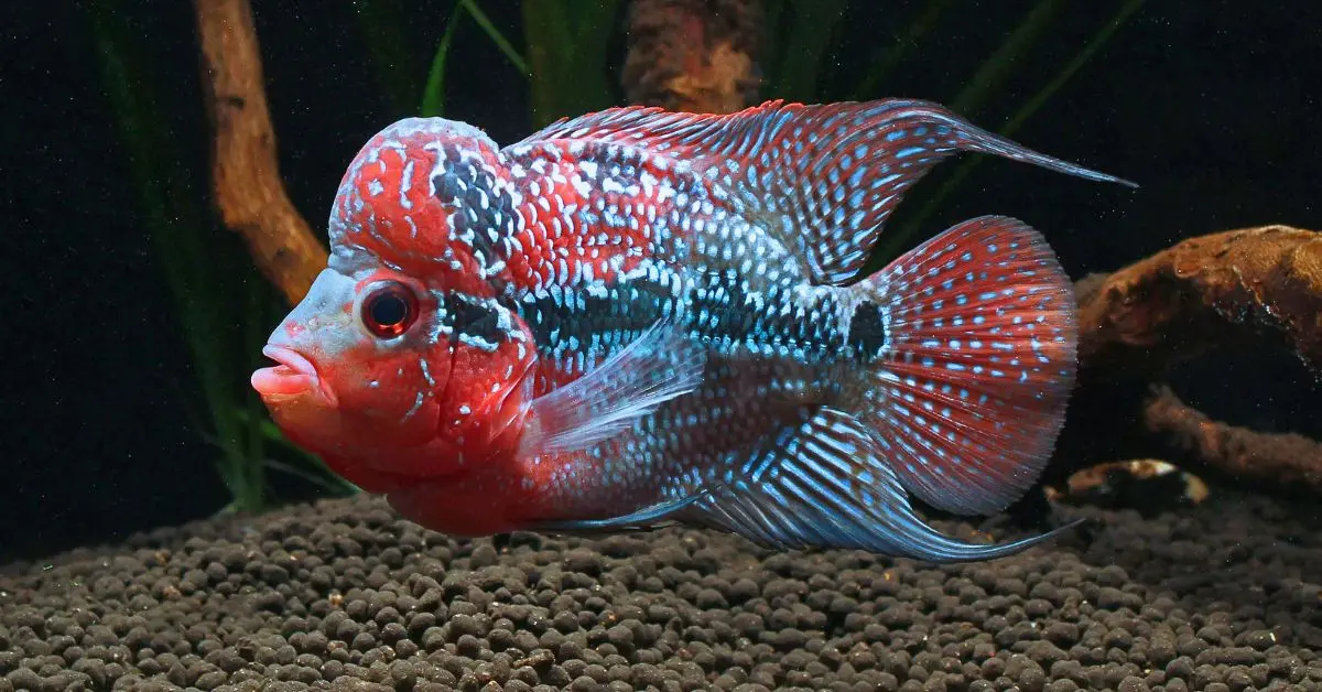 Flowerhorn Super Red Dragon importado desde Indonesia en acuario peruano
