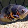 Pez Óscar Tigre nadando en acuario – cíclido tropical con patrón naranja y negro