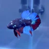 Betta Avatar macho con aletas azules y patrón galáctico desde Tailandia