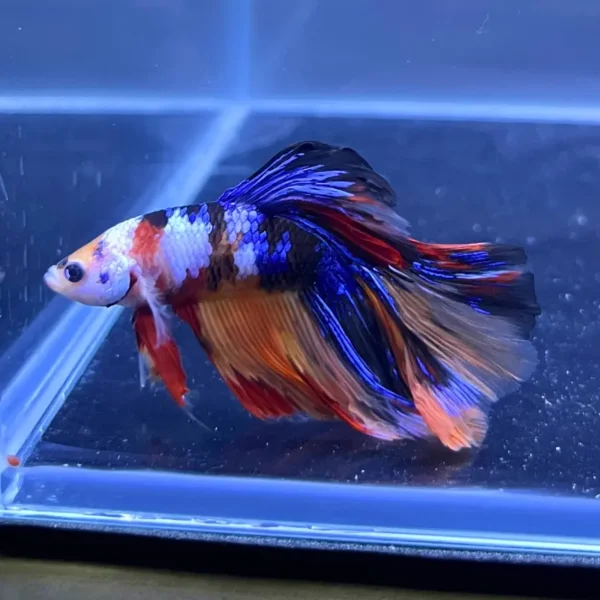 Betta Hm Candy Koi importado desde Tailandia