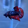 Betta Avatar macho con cuerpo negro y manchas azul neón importado desde Tailandia