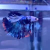 Betta HM Galaxy Koi importado – blanco, negro y azul con aletas rojas