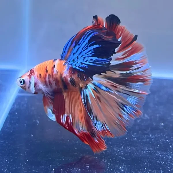 Betta HM Galaxy Koi naranja con azul eléctrico