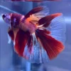 Betta Halfmoon Nemo importado de Tailandia – Asia Perú Aquatics