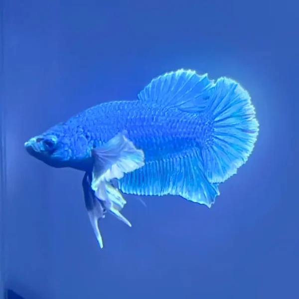 Betta HMPK Blue Dumbo importado desde Tailandia en acuario