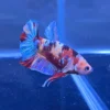 Betta HMPK Candy Koi tricolor importado desde Tailandia – Asia Perú Aquatics