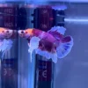 Betta Candy Koi blanco y fucsia con aletas dumbo – Betta tailandés en venta Perú