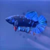Betta Avatar con escamas negras y aletas azul eléctrico importado de Tailandia