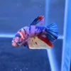 Betta Candy Koi multicolor HMPK importado – Azul, rojo y blanco perlado