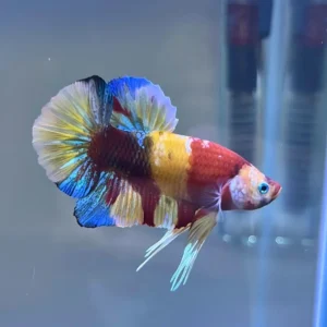 Betta Candy Koi importado – Tonos amarillo, rojo y azul con patrón koi