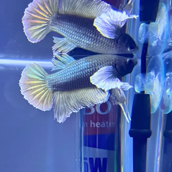 Betta HMPK Copper Yellow Dumbo con reflejos amarillos y aletas tipo dumbo blancas