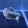 Betta cobrizo tipo HMPK Dumbo importado de Tailandia con aletas pectorales