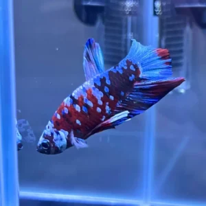 Betta HMPK Galaxy Koi importado de Tailandia, con escamas brillantes y mezcla de colores vibrantes tipo koi. Ideal para acuarios de exhibición.