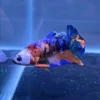 Betta HMPK Galaxy Koi multicolor con escamas metálicas importado de Tailandia
