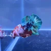 Betta HMPK Galaxy Koi con tonos verde, rojo y azul, importado de Tailandia
