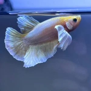 Betta HMPK Gold Dumbo nadando con elegancia en acuario, vista lateral.