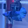 Betta HMPK Blue importado de Tailandia