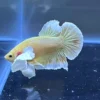 Primer plano de un Betta HMPK Gold Dumbo mostrando su aleta dumbo blanca y cuerpo dorado.