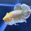 Betta HMPK Gold Dumbo en acuario con reflejos metálicos dorados y aletas blancas desplegadas.