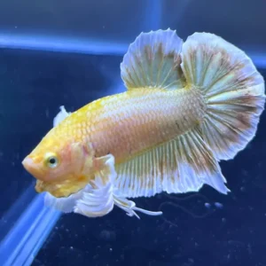 Betta HMPK Gold Dumbo en acuario con reflejos metálicos dorados y aletas blancas desplegadas.