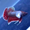 Betta HMPK Red Dumbo con cuerpo rojo metálico y aletas tipo Dumbo blancas, nadando en acuario