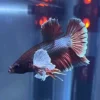 Betta HMPK Red Copper Dumbo con cuerpo rojo cobrizo y aletas Dumbo blancas – pez exótico importado