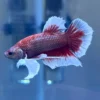 Betta HMPK Red Dumbo con cuerpo rojo y aletas pectorales blancas nadando en acuario