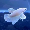 Betta HMPK White Platinum Dumbo nadando en acuario
