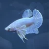 Betta Dumbo blanco platino visto de lado