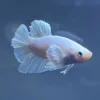 Betta blanco platino mostrando sus aletas Dumbo al frente