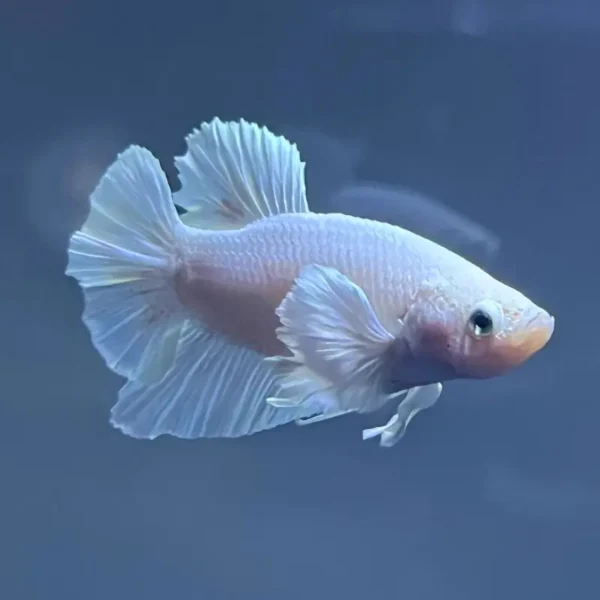 Betta blanco platino mostrando sus aletas Dumbo al frente
