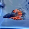 Betta Crowntail negro con anaranjado importado de Tailandia