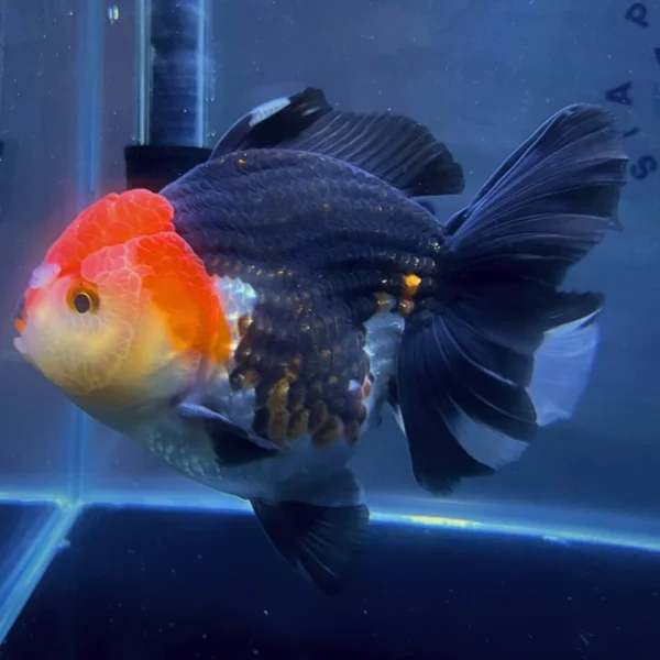 Goldfish Oranda Tricolor importado de Tailandia – pez ornamental de colores intensos ideal para acuarios