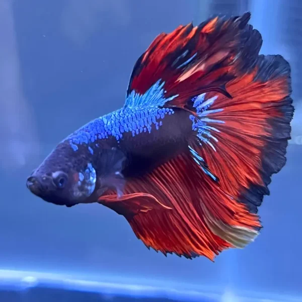 Betta Halfmoon azul y rojo importado de Tailandia