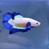 Betta HMPK Blue Rim importado - pez betta premium