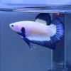 Betta HMPK Blue Rim importado - variedad premium de pez betta