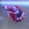 Betta Halfmoon rojo y blanco con iridiscencia